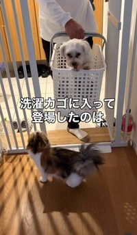 洗濯カゴに入って登場したのは、実家犬のマルちゃん（「こたとつーちゃんと時々おたま」さん提供、Instagramよりキャプチャ撮影）