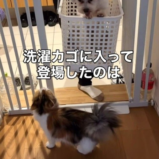 洗濯カゴに入って登場したのは、実家犬のマルちゃん（「こたとつーちゃんと時々おたま」さん提供、Instagramよりキャプチャ撮影）
