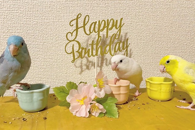 マルメハドリのお誕生日会