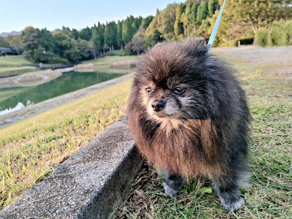 もうすぐ15歳を迎えるポメラニアンのどんちゃん（画像提供：どんべえさん）