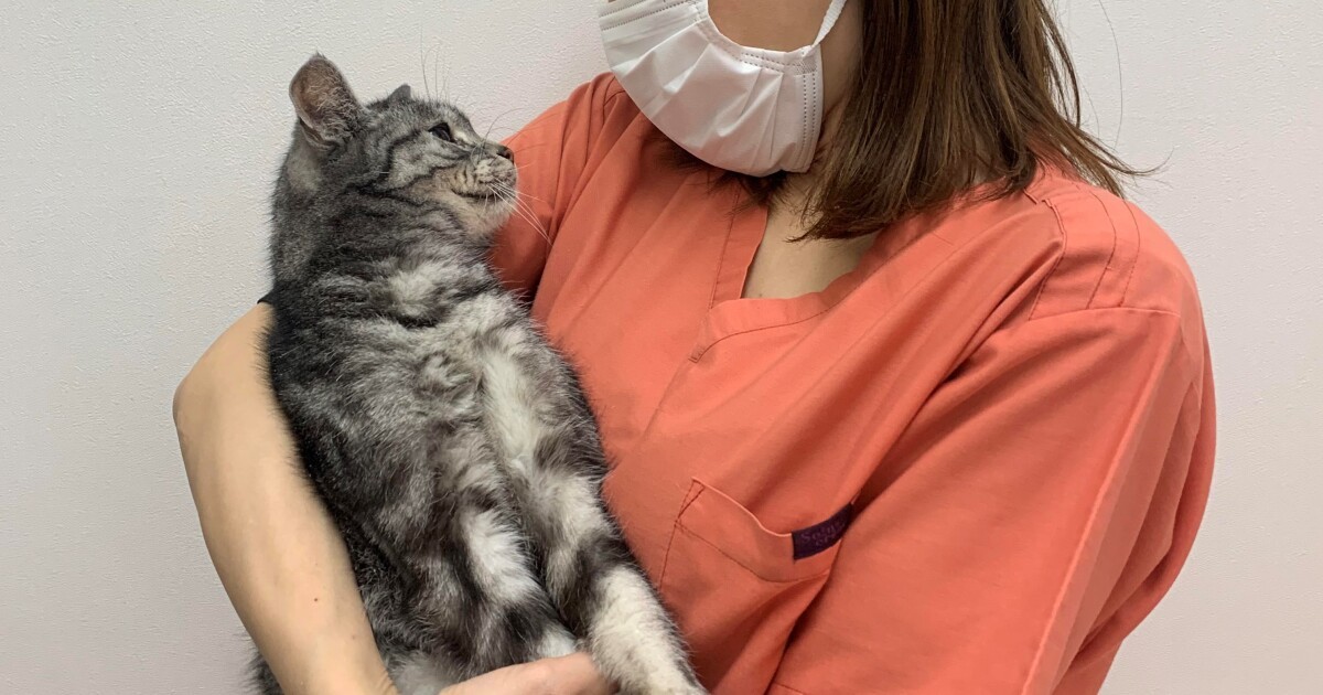 猫のおしっこが出ない 慌てる飼い主 動物看護師の冷静な対応で落ち着きを取り戻す 犬 猫との幸せな暮らしのためのペット情報サイト Sippo