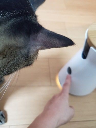 「ここからおやつが出るからね」「にゃるほど」