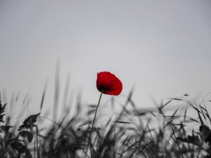 私に感情を取り戻させてくれた人。きっと、あれは初恋だった