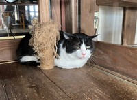 Cafe Gattoの「りんご組」に参加することになった元地域猫のジョンレノン