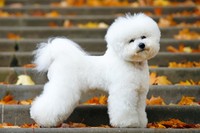 ビション・フリーゼ（Eudyptula/stock.adobe.com）