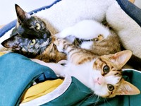 仲良くくつろぐ（左から）先住猫・リンさん、シエルくん（画像提供：BigBobさん）