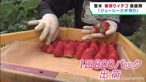 春採りイチゴの収穫が最盛期　甘味酸味が増しジューシーなイチゴ　宮城・登米市