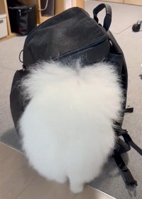 芸術的な収納術に注目！（提供：ポメラニアンの天くん！さん）