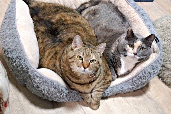 優しい飼い主さんのもとで穏やかな日々を送る（左から）天ちゃん、がじゅまるちゃん（画像提供：もんさん）