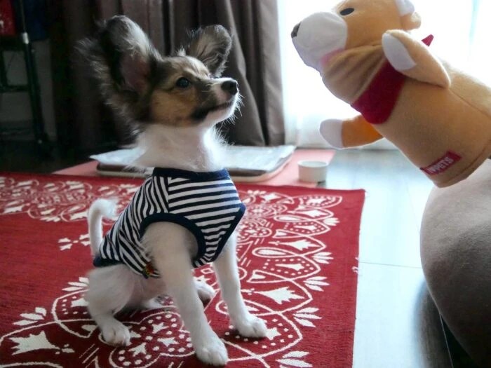 家にきたころの「カイ」