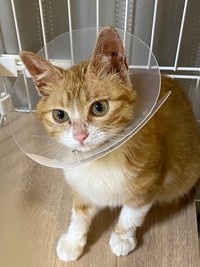 少しずつ元気を取り戻し、家猫生活に慣れていったラテちゃん（画像提供：保護猫ラテちゃん）