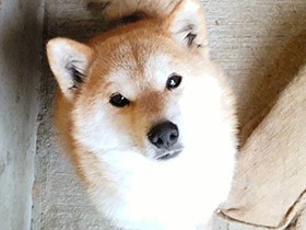 キラキラな瞳で見つめるところがチャームポイント　柴犬「フク」