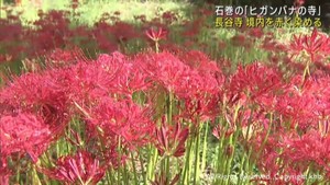 ヒガンバナが咲き始め境内が赤く染まる　宮城・石巻市の長谷寺