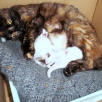 母猫のもとですやすや眠るシンちゃんときょうだい猫たち（画像提供：バニラさん）