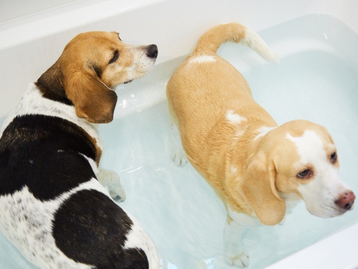 シェリ（左）と、りん。「いい湯だな～」。