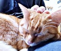 膝の上ですやすや眠るこなちゃん（画像提供：ユンコロさん）