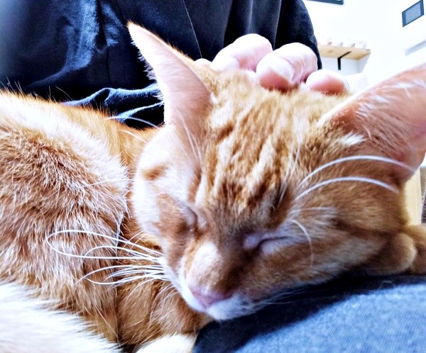 膝の上ですやすや眠るこなちゃん（画像提供：ユンコロさん）