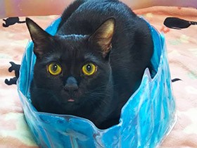 舌、ちょこっと出てますよ！　黒猫「むむすけ」、ひんやり中