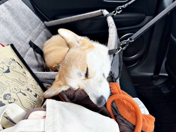 今年2月、ドッグランで遊んだ帰り道、車内で寝落ちするコパンちゃん（画像提供：まろ眉のコパンさん）