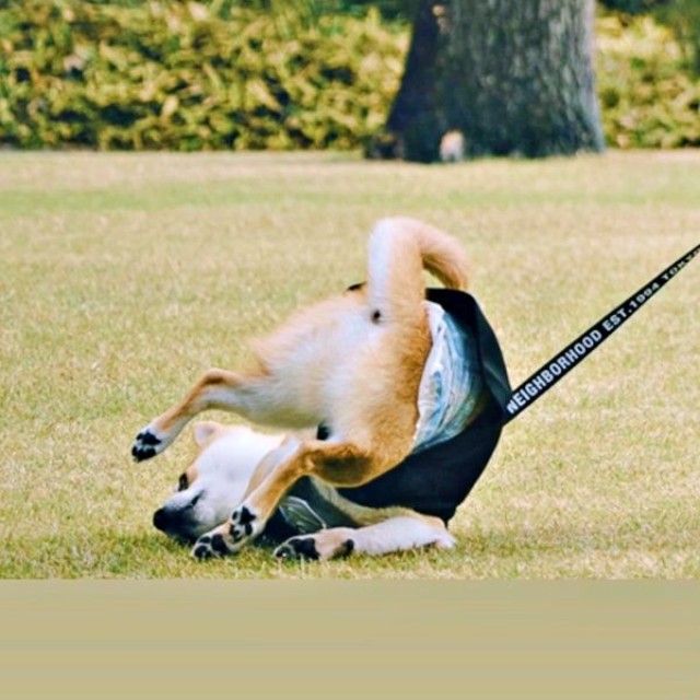 見事にひっくり返ったころっけくん（画像提供：Threads／@north_017さん）