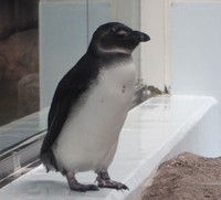 昨年冬に誕生した「さい」