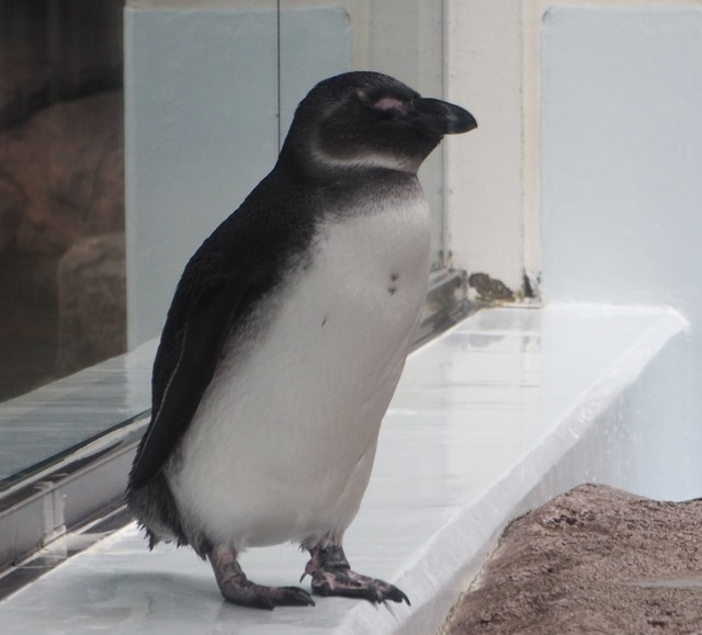 昨年冬に誕生した「さい」