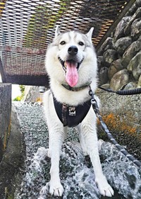 水遊びを楽しむサムくん（画像提供：sumくん）