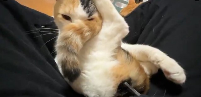 人懐っこさを見せる翡文／ねこかますさん（@nekokamasu）提供