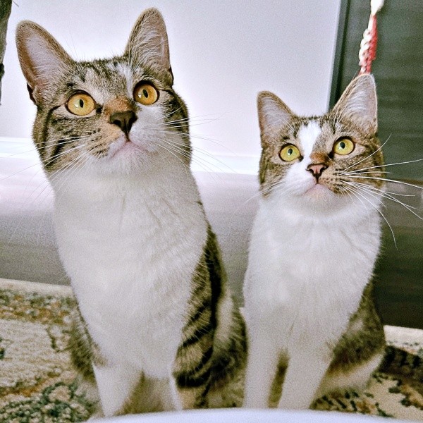 仲良しきょうだい（左から）チャイちゃん、ラテちゃん（画像提供：nekokawaii1214さん）