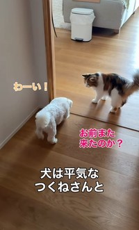 「お前また来たのか？」…つくねちゃんは動じません（「こたとつーちゃんと時々おたま」さん提供、Instagramよりキャプチャ撮影）