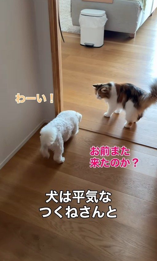 「お前また来たのか？」…つくねちゃんは動じません（「こたとつーちゃんと時々おたま」さん提供、Instagramよりキャプチャ撮影）