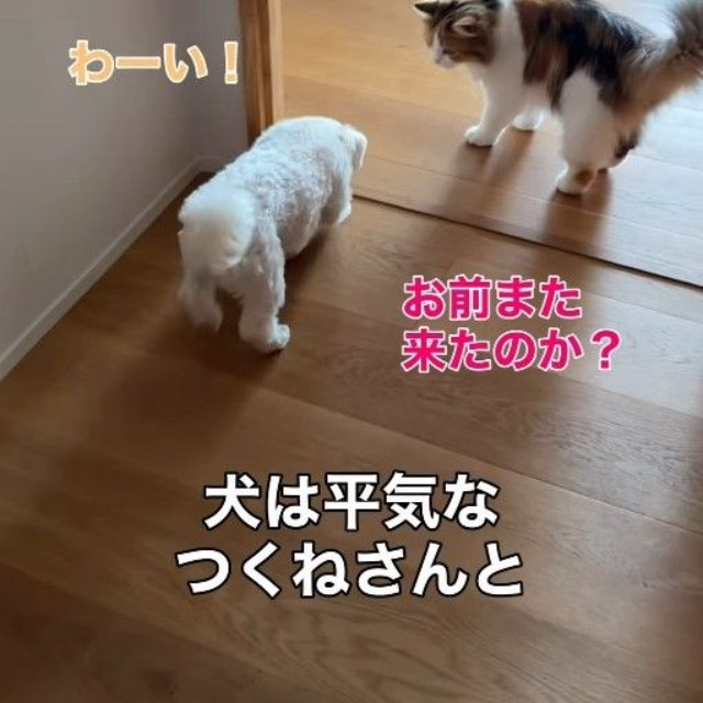 「お前また来たのか？」…つくねちゃんは動じません（「こたとつーちゃんと時々おたま」さん提供、Instagramよりキャプチャ撮影）