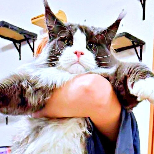 身長152センチの飼い主さんに抱っこされるマダラくん。足元を見ると…（画像提供：なおさん）