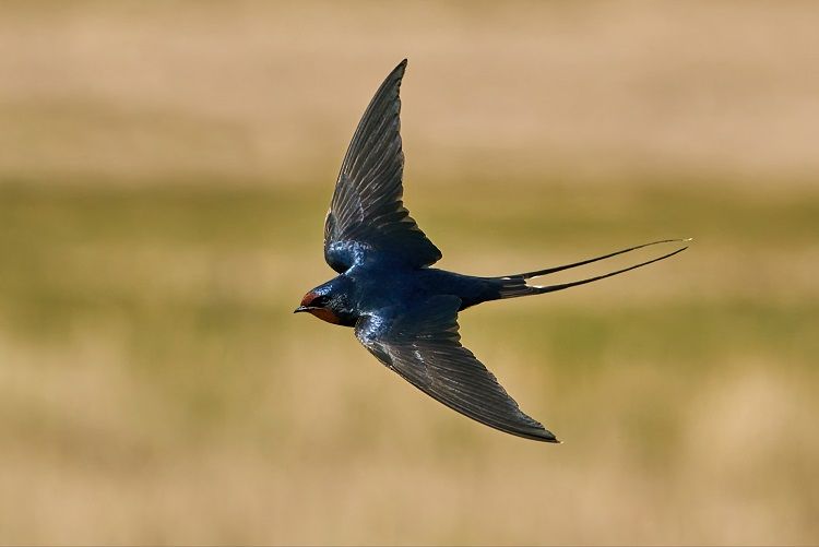 ツバメの巣が落ちた！→鳥に興味のない男性がダンボールで応急処置