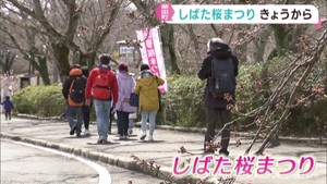 仙台で桜が開花　宮城・柴田町で桜まつり開幕
