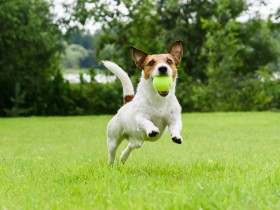 犬や猫もし迎えるなら　「保護団体や自治体からの譲渡」で【アンケート結果】