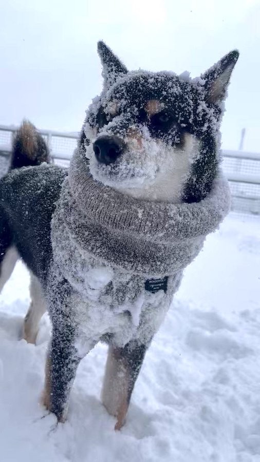 「はるは体に雪や水がつくとブルブルっとして払います。近くを散歩している小型犬さんは毛に雪がついて毛玉になっていますが、柴犬はそれがないので、ブルっとしたら雪が取れます」と、飼い主さん（動画からキャプチャー／提供：黒柴はるママさん @51316Mika）