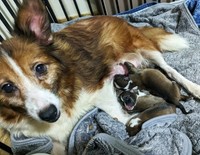 リツはやつれながらも赤ちゃんたちを必死に自分の体に集め温めていました