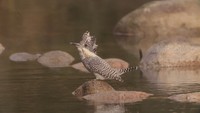 5月10日から「愛鳥週間」　野鳥を身近に感じられる写真展　岡山市