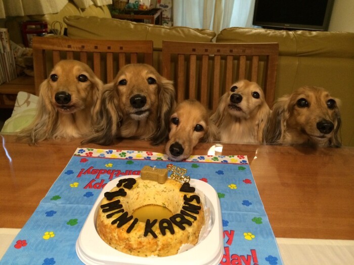 カリン家での誕生日会。左から産まれた順。向かって一番右がセリカ（山中さん提供）