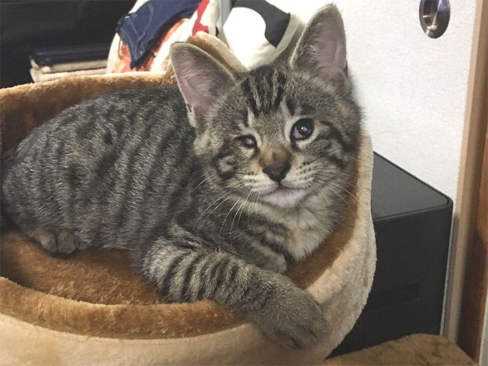 キャットタワーにも乗って遊べるようになった