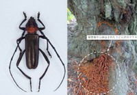スモモの幹からクビアカツヤカミキリのふんなどの農業被害を確認　　香川・小豆島町
