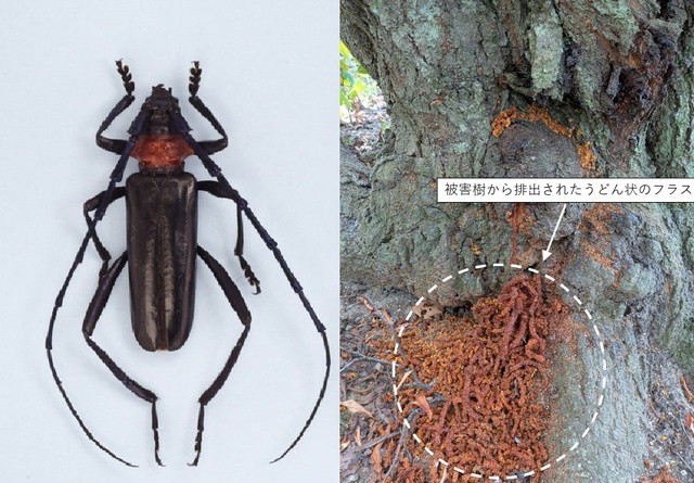 スモモの幹からクビアカツヤカミキリのふんなどの農業被害を確認　香川・小豆島町