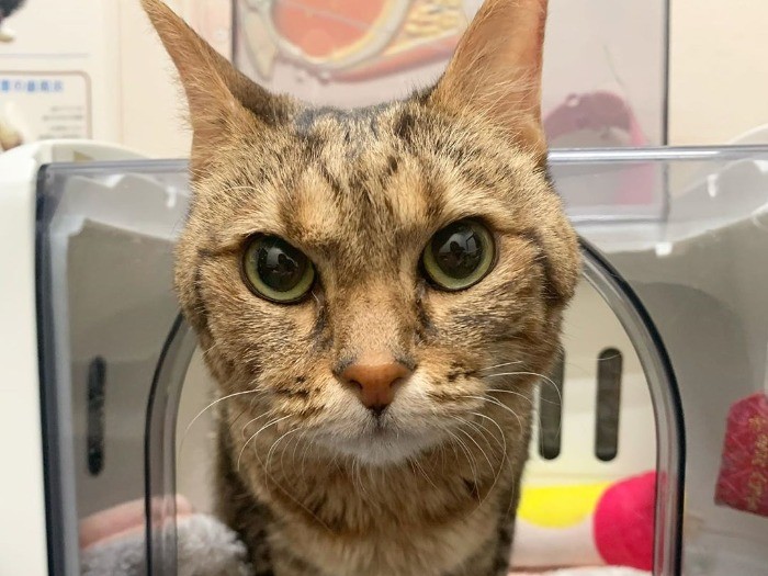 「がんばって」「元気玉送るよ」インスタにいつもたくさんの声が。その応援に応えるように前を向いていためめちゃん