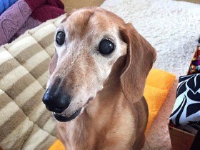 愛妻を失った１７歳のダックスフント　元気の秘訣は家族との旅