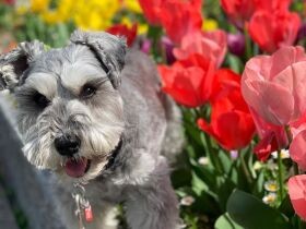 走る・食べるが大好き！　元気いっぱいミニチュアシュナウザー「コナン」
