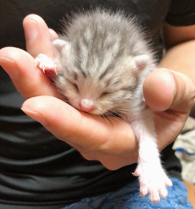 我が家のアイドル保護猫がたった6日で天国へ ある日そっくりな子猫が目の前に現れた まいどなニュース