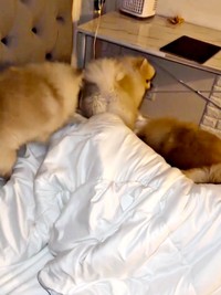 ホリホリに熱が入る（左から）テディくん、ずんだくん。途中、ベアくんが通り過ぎます（左から）テディくん、ずんだくん