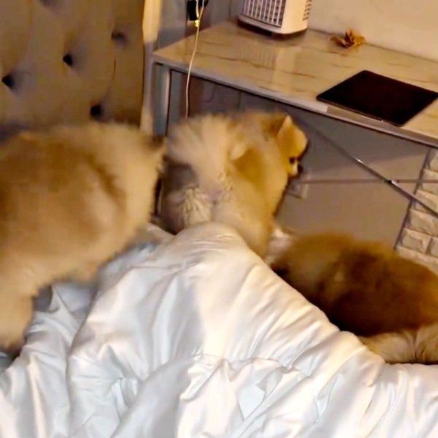 ホリホリに熱が入る（左から）テディくん、ずんだくん。途中、ベアくんが通り過ぎます（左から）テディくん、ずんだくん