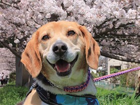 来年はみんなと笑顔でお花見できますように　ビーグル「カイ」